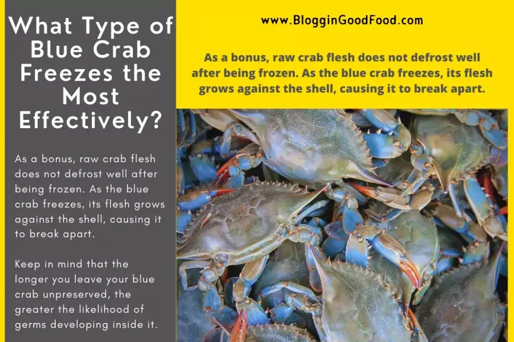 What Type of Blue Crab Freezes the Most Effectively?