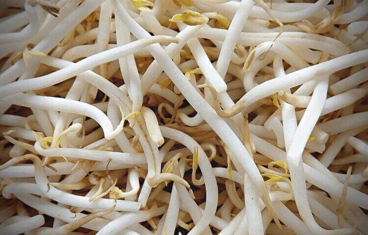 can you freeze fresh bean sprouts