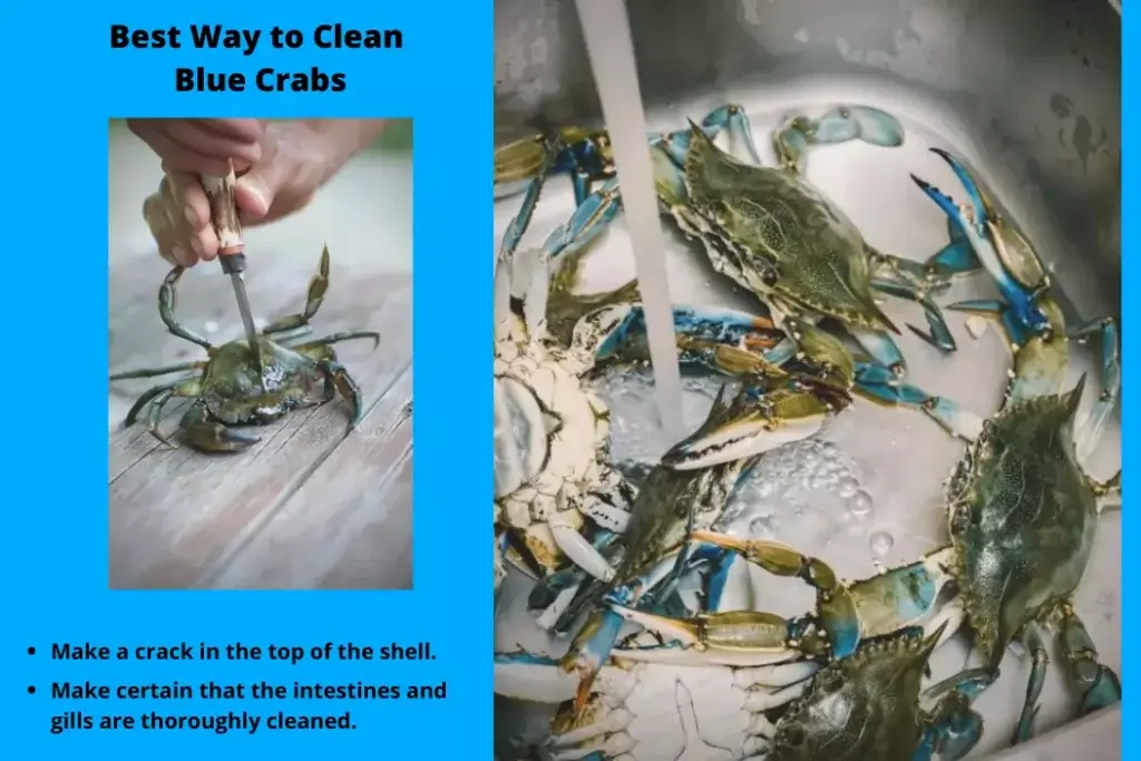 Best Way to Clean Blue Crabs